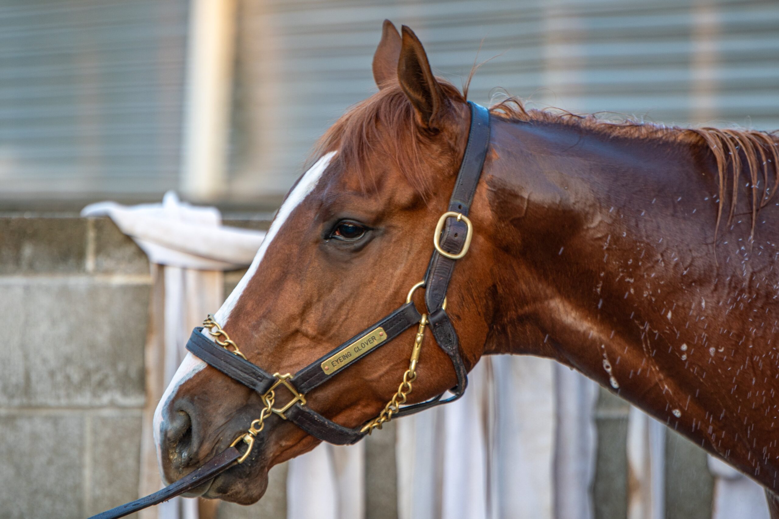 Oaklawn Park Entries And Results - zwk9cf5
